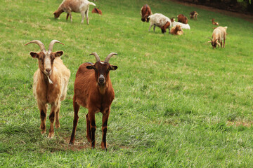 Naklejka na ściany i meble A pair of goat (Capra hircus) on grassland