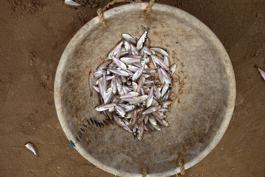 Small local type of fish in a basket on beach.