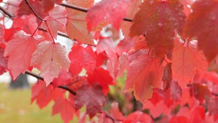 Rain drops on red autumn maple tree leaves. Water droplets, wet fall leaf in forest or woods....