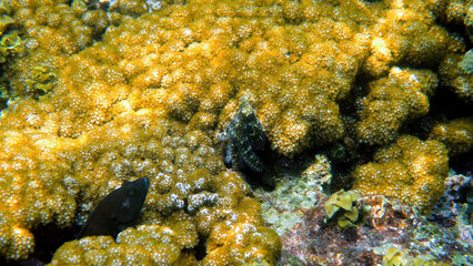 Underwater photo of small octopus swimming in tropical exotic bay among corals with crystal clear sea. Common reef octopus camouflaged among algae and soft corals. Snorkeling or scuba diving
