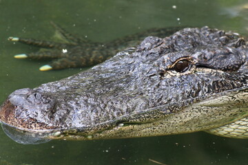 Crocodile lying in Steve Irwin Wildlife zoo in Brisbane in Australia
