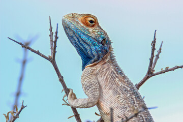 Ground Agama in the Kgalagadi