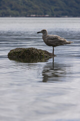 Seagull wading in the shallow waters of Puget Sound in Tacoma, Washington.