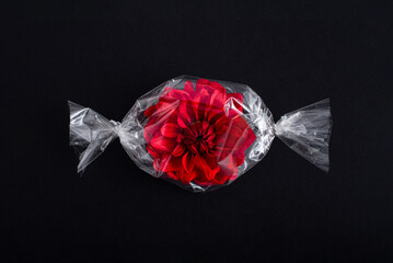 Red flower petals wrapped in cellophane like candy on a black background. Minimal abstract summer concept. Rectangle layout with copy space