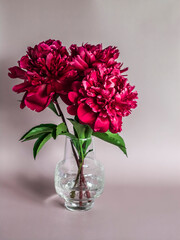 Bouquet of red peonies in a glass vase on a light background