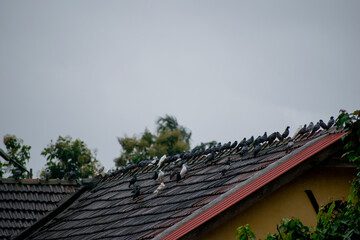 Fototapeta na wymiar Flock of Pigeons on the roof in rain.