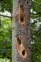 Three large holes in the tree made by a woodpecker. A woodpecker was looking for insects to eat. The hollows can be used as a shelter or nest for other birds