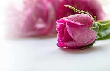 pink rose bud close up on white background