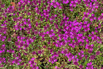 Red creeping thyme (Thymus serpyllum 'Coccineus')