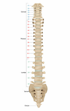 Anterior Lumbar Spine Images – Browse 501 Stock Photos, Vectors, and ...