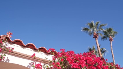 Red crimson bougainvillea flowers blossom or bloom, white wall, tiled roof of house. Mexican or...