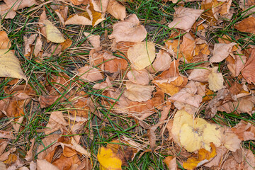 Fallen yellow and orange autumn leaves among green grass in the woods