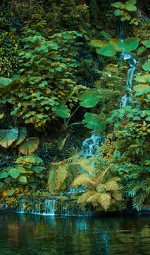 Forest mini waterfall/creek/stream/brook.Vertical green landscape in the nature rainforest .Fantastic colour mood/tone. Colour tone of Avatar movie
