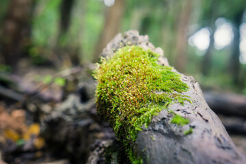 In the rainforest, moss grows on the rock