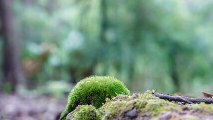 In the rainforest, moss grows on the logs. © Kawin2k
