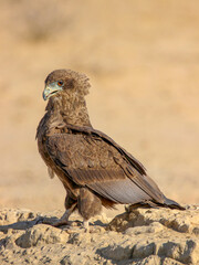 Juvenile Bateleur Eagle, Kgalagadi