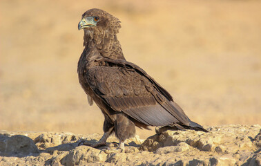 Juvenile Bateleur Eagle, Kgalagadi