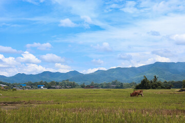 Fototapeta na wymiar rice field and mountain.