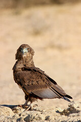 Juvenile Bateleur Eagle, Kgalagadi