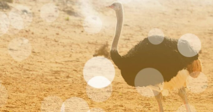 Animation of light spots over ostrich