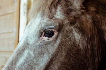 Fototapeta premium Close-up of brown dappled pony face, forehead and eye
