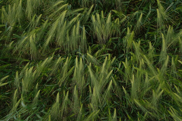 Rye ears background. Green rye. Top view.