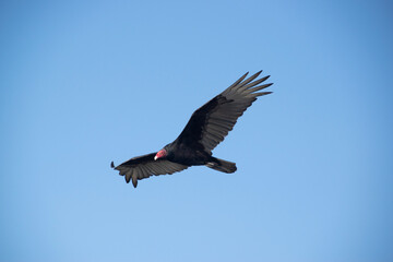 vulture in flight