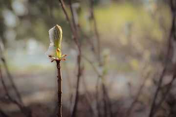 Packed green bud on woody stem of a horse-chestnut tree in Spring snow and late frost