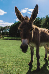 A young donkey with big ears walks in a green summer glade