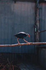 A beautiful wild bird in an eco park behind a metal fence 