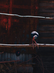 A beautiful wild bird in an eco park behind a metal fence 