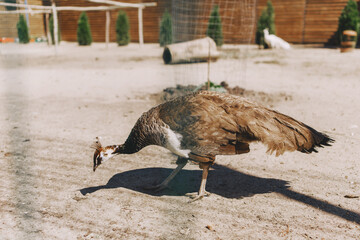 A beautiful wild bird in an eco park behind a metal fence 