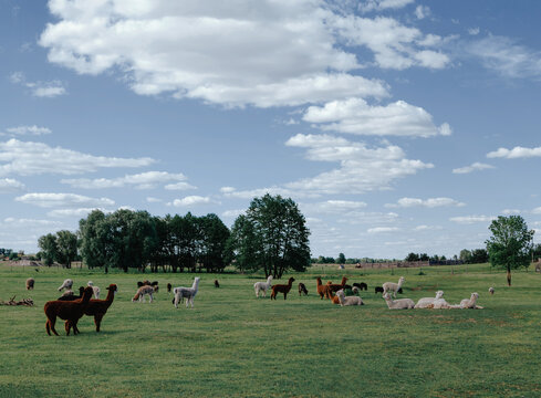 Funny alpacas and llamas walk in a green summer glade 