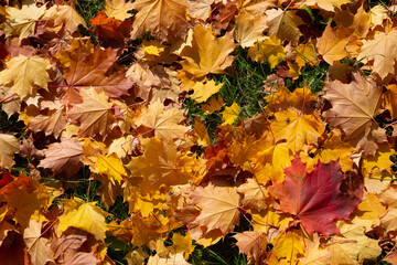 Many multi-colored maple leaves lie on the ground in a park. Top view on yellow, red, green and other colors of leaves. Autumn concept