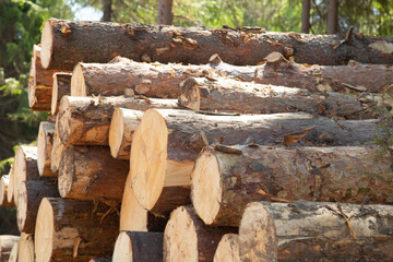Harvesting of wood. A plot for logging.Sawing the forest into logs.