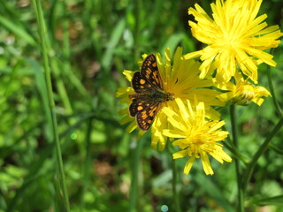 Der Gelbwürfelige Dickkopffalter