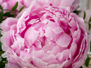 Pink peonies close-up for a website, greeting card, catalog or online store. The concept of flower shop. Flower delivery