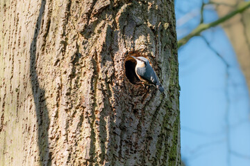 A Eurasian Nuthatch bird at entrance to tree knot hollow, hole on large tree