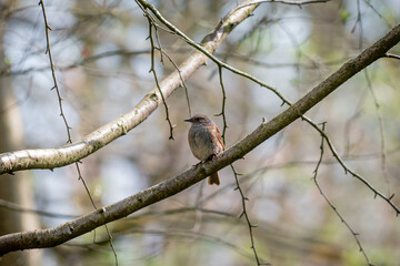 A dunnock perched on a tree branch in woodland