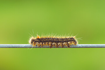 A hairy drinker moth caterpillar on a wire fence with copy space