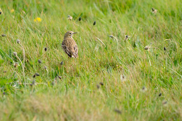 A meadow pipit from behind in a grass meadow