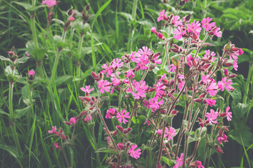 Naklejka na ściany i meble Bright pink Red Campion flowers against a backdrop of greenery
