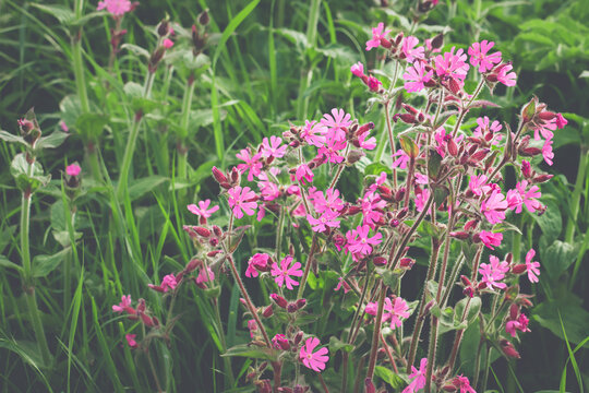 Bright pink Red Campion flowers against a backdrop of greenery