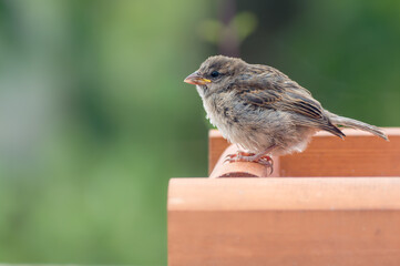 Juvenile fledgling house sparrow on wooden bird feeder with copy space