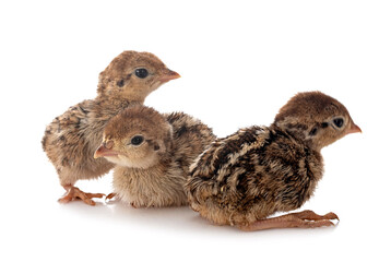 Red-legged partridge chicks
