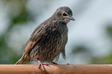 Juvenile fledgling starling with fluffed up down feathers on wooden bird feeder