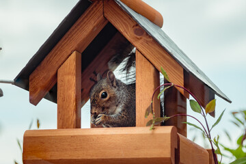Grey squirrel inside wooden bird hut feeder eating a nut looking at camera