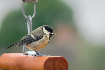 Coal tit on wooden bird feeder looking right