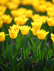 field of yellow tulips blooming