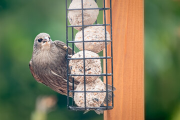 Juvenile fledgling starling feeding on suet balls